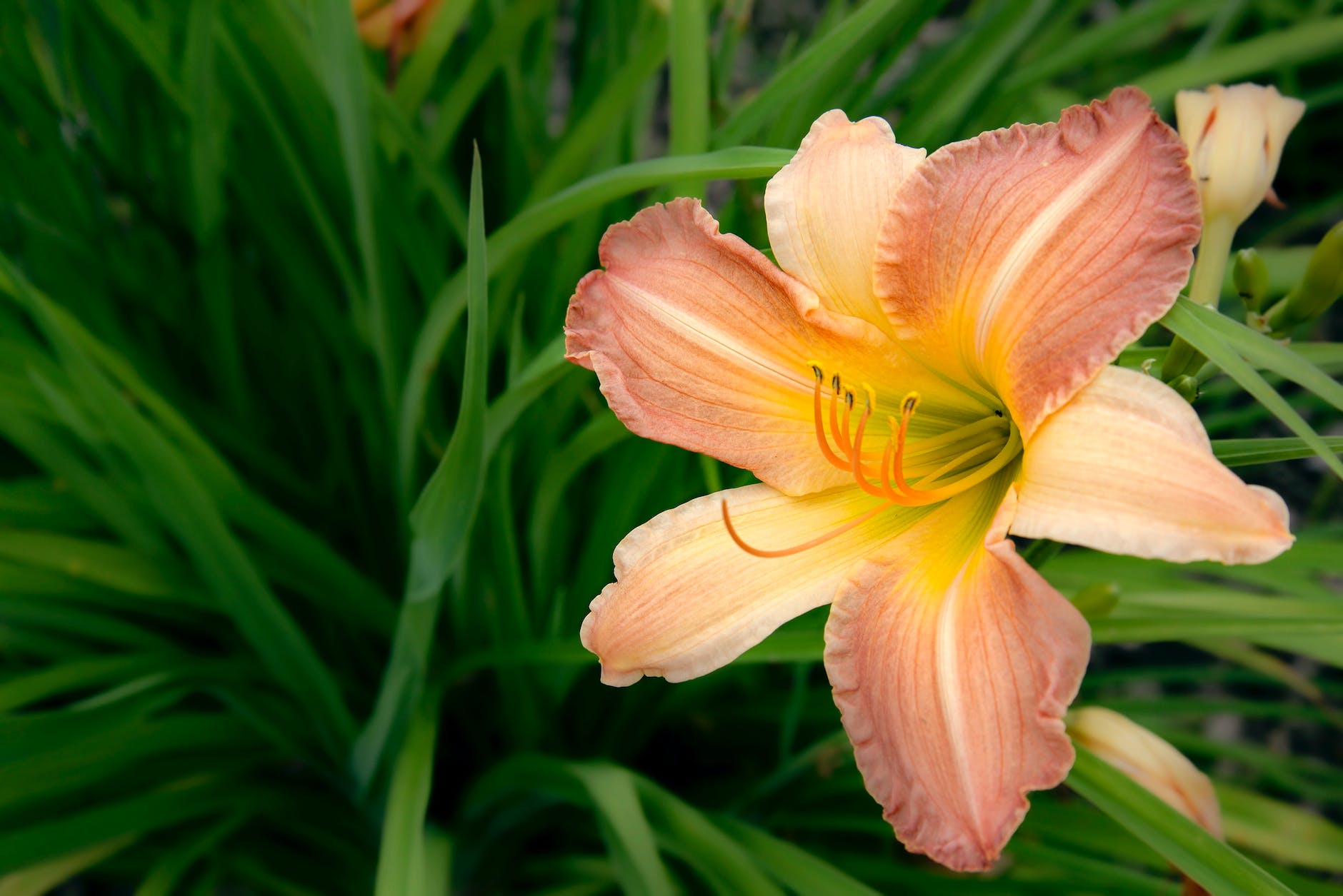 Timing is Everything: A Guide to Planting Lily Bulbs at the Perfect Moment