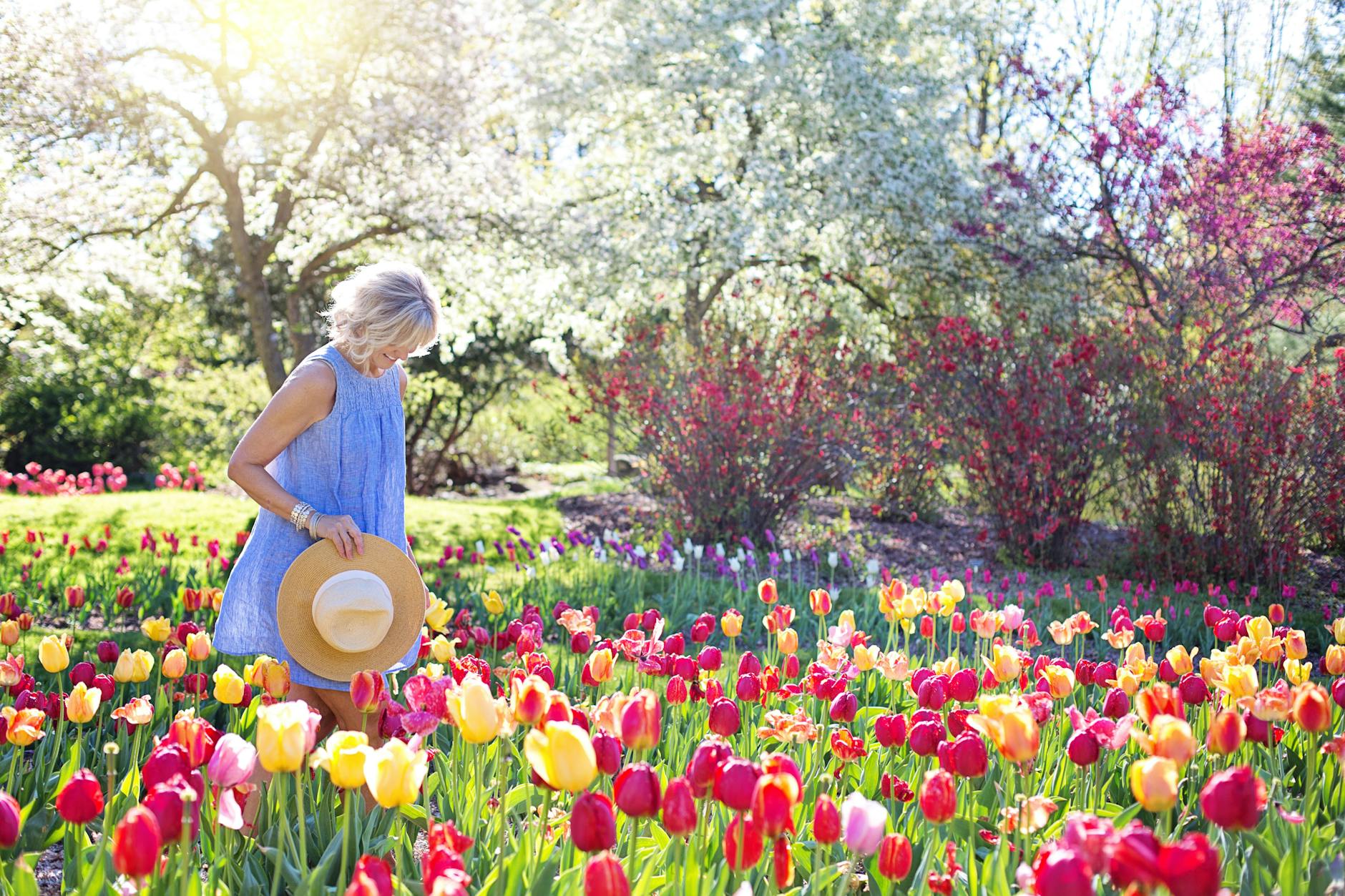 Growing Tulips in Colorado: A Guide for Optimal Growth