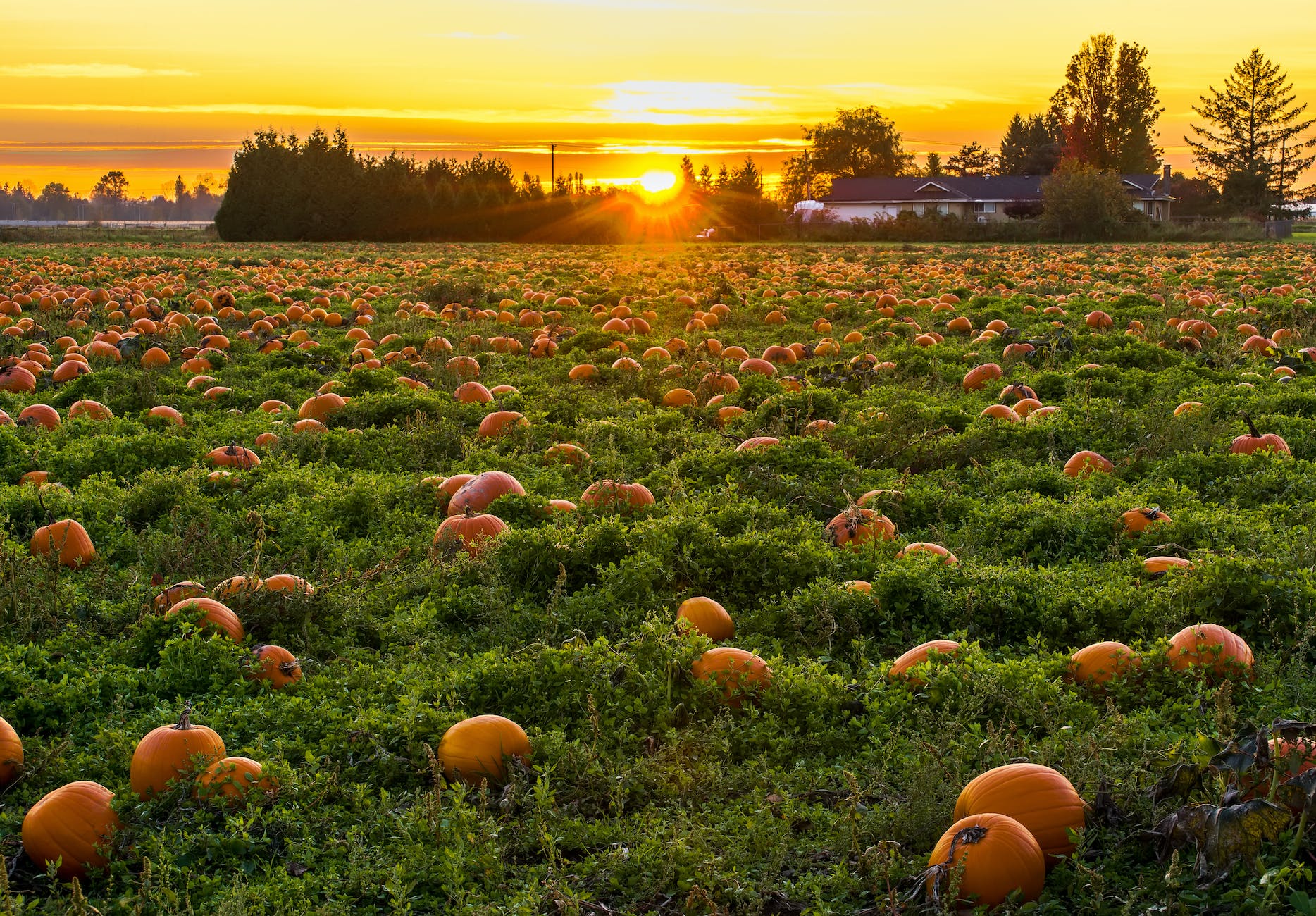 When To Plant Pumpkins: A Guide To A Successful Pumpkin Harvest